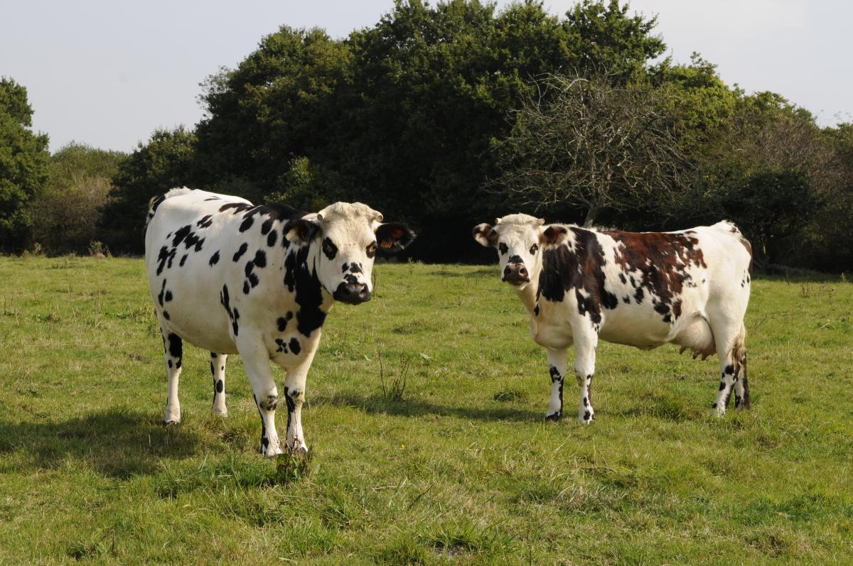 Vaches normande